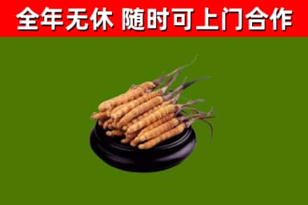 枣庄烟酒回收冬虫夏草.jpg